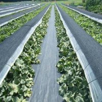 Black woven mulch sheet spread over vegetable bed