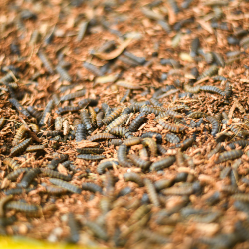 Insect protein feed bag