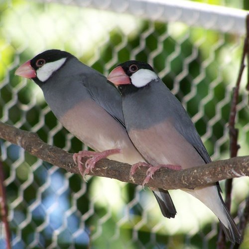 Bird feed bag for pet birds and pigeons