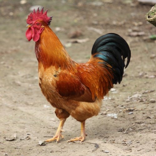 Poultry feed sacks made of woven polypropylene