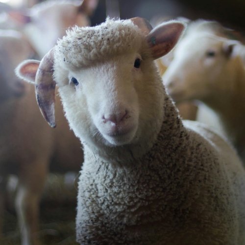 Ruminant feed woven sack