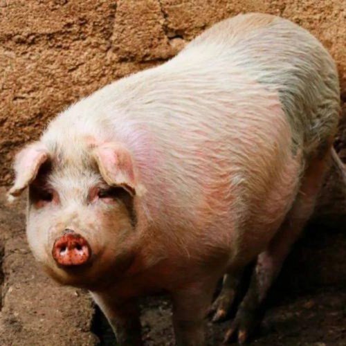 Swine feed PP bags
