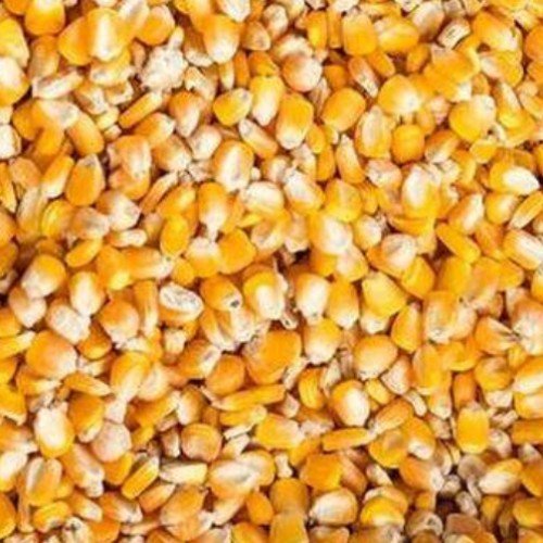Maize corn packed in woven bag