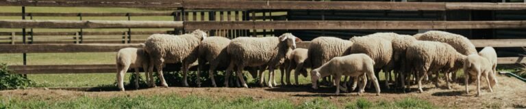How to Choose Woven Bags for Animal Feed Packaging